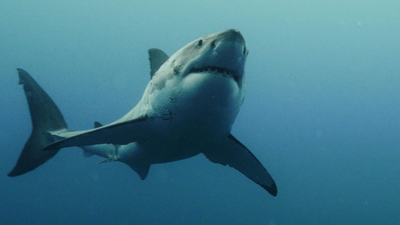 The Reef 2: Stalked : Bild