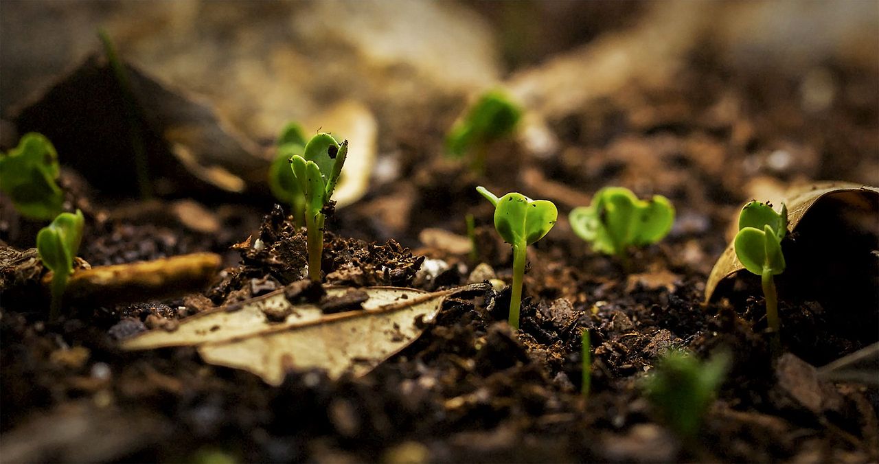 Kiss The Ground : Bild