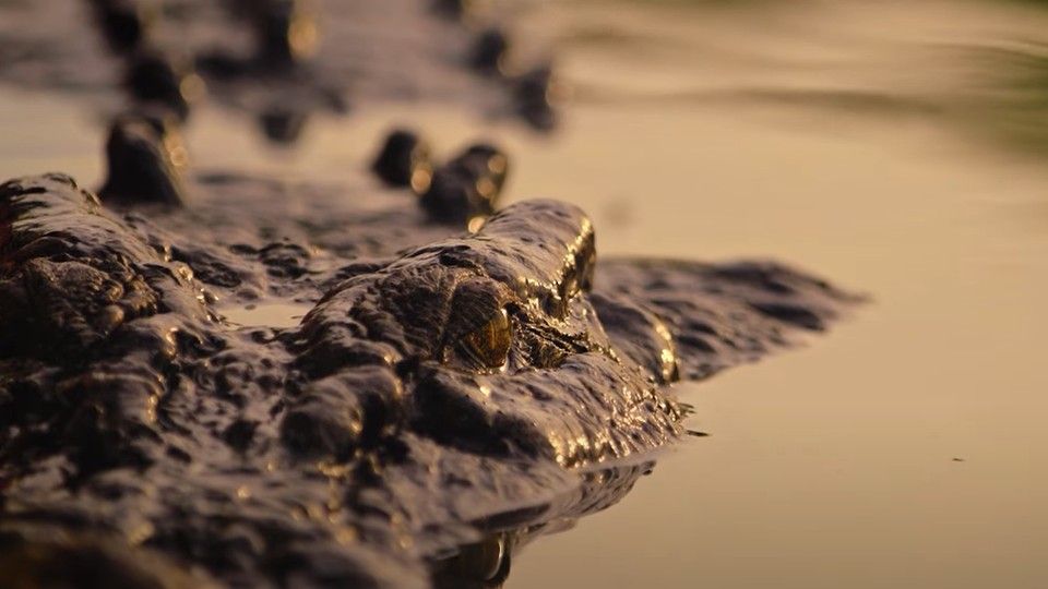 Wild Croc Territory : Bild