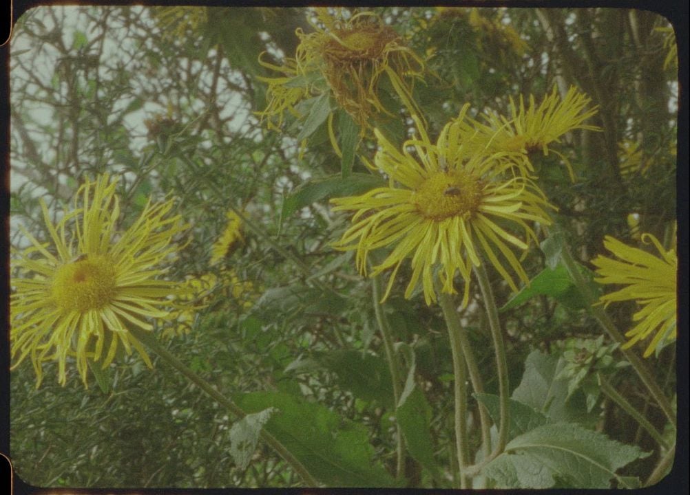 Being in a Place – A Portrait of Margaret Tait : Bild