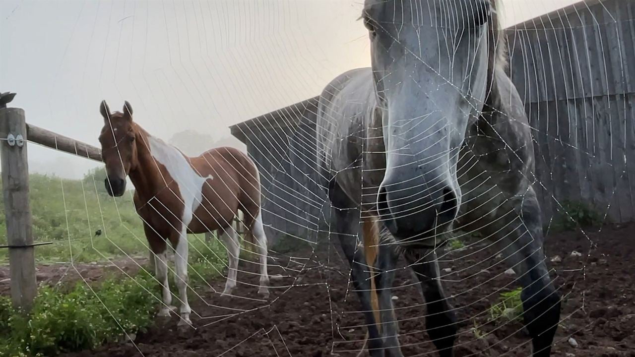 Horse Opera : Bild