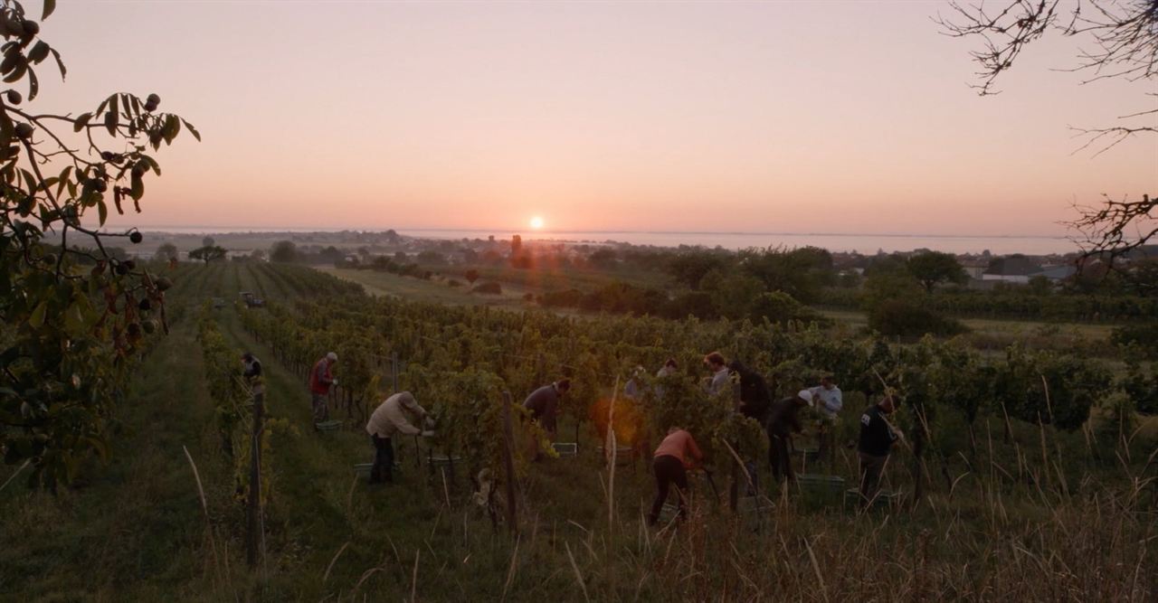 Terroir - Eine genussvolle Reise in die Welt des Weins : Bild