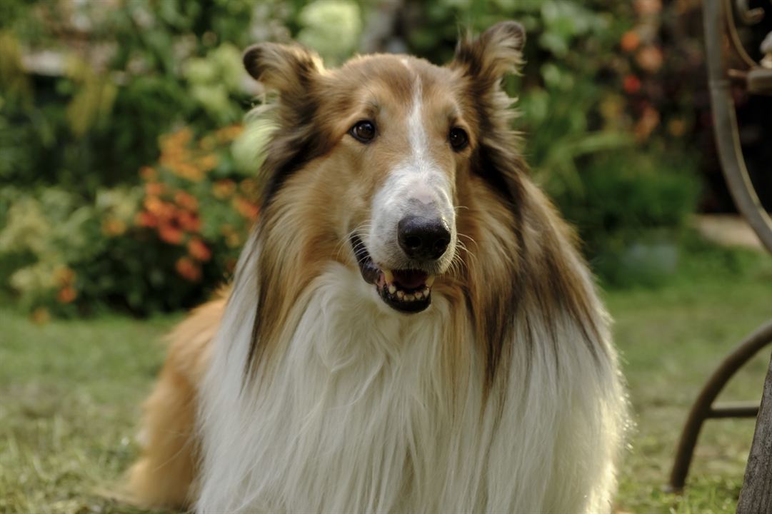 Lassie - Ein neues Abenteuer : Bild