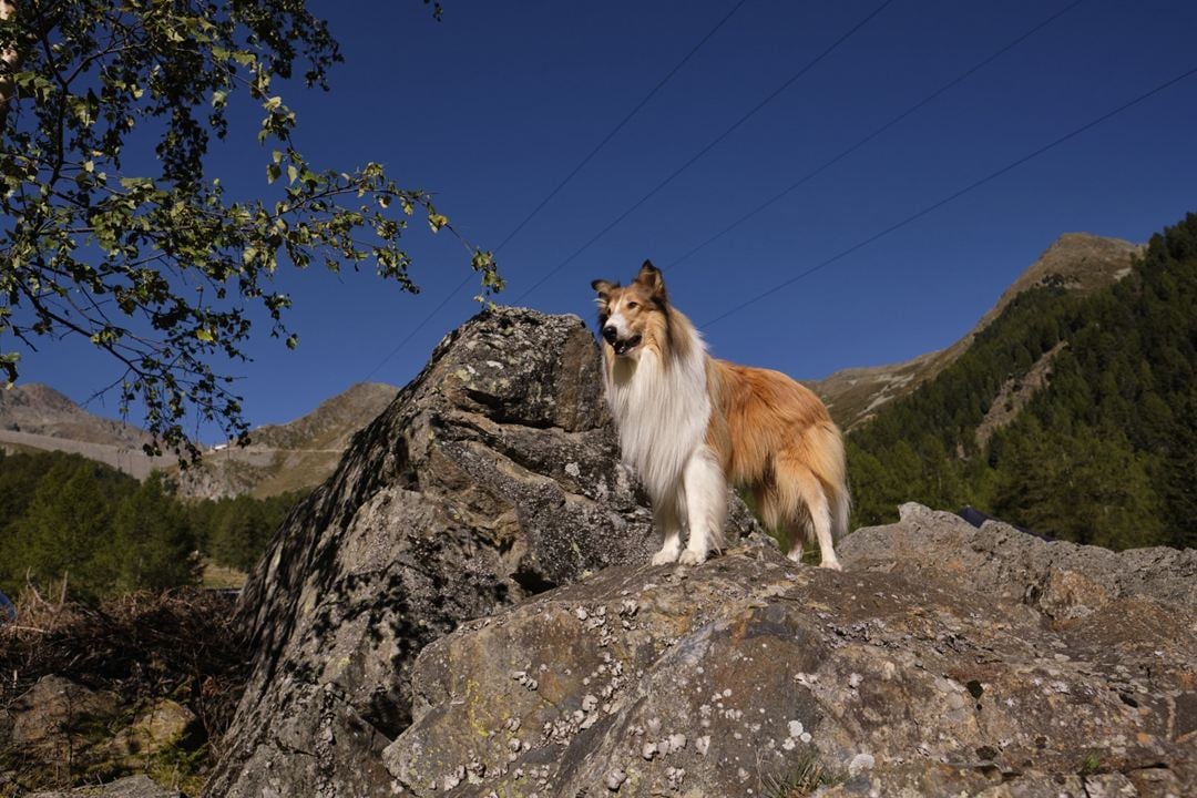 Lassie - Ein neues Abenteuer : Bild