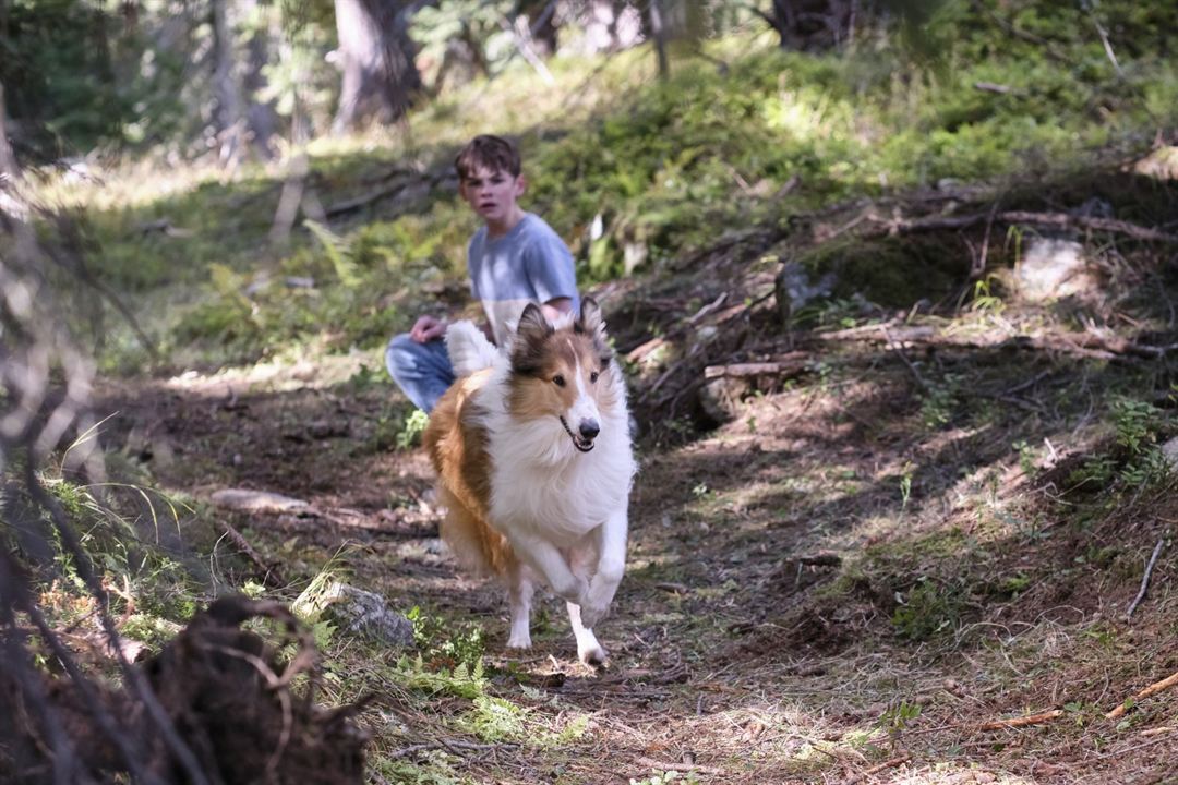 Lassie - Ein neues Abenteuer : Bild Nico Marischka