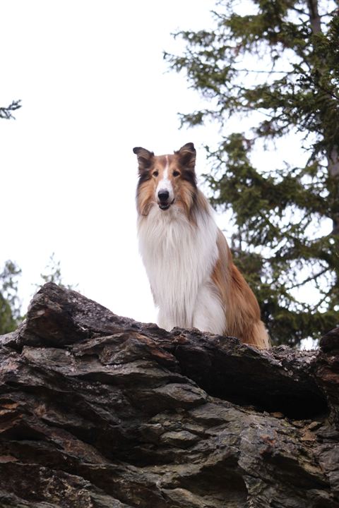 Lassie - Ein neues Abenteuer : Bild