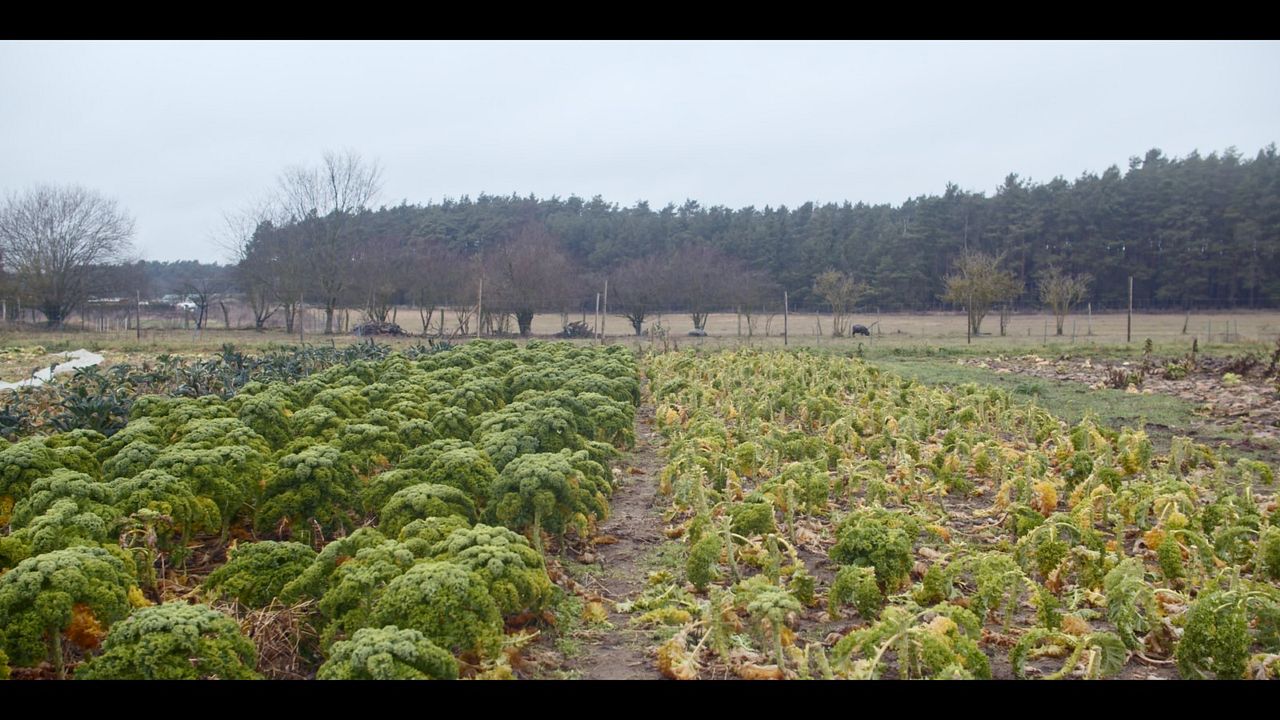 Ernte teilen - Anders Ackern für die Zukunft : Bild