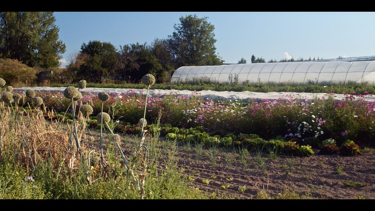 Ernte teilen - Anders Ackern für die Zukunft : Bild