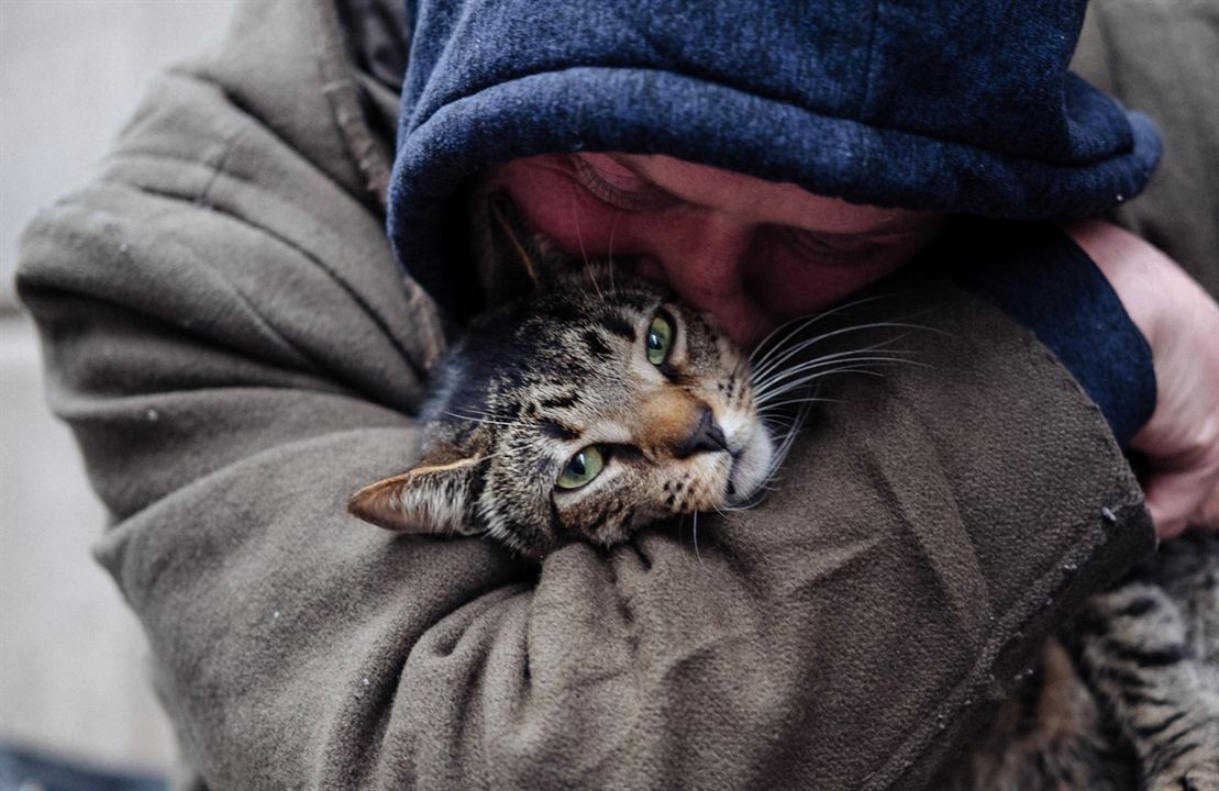 Cat Daddies - Freunde für sieben Leben : Bild