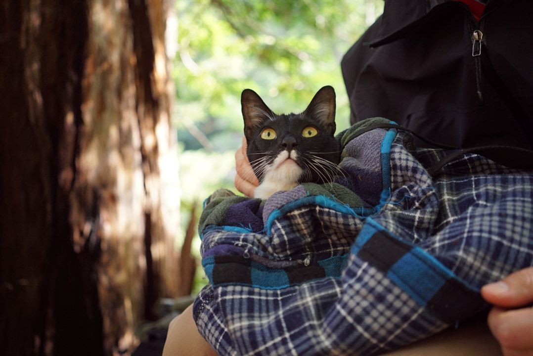 Cat Daddies - Freunde für sieben Leben : Bild