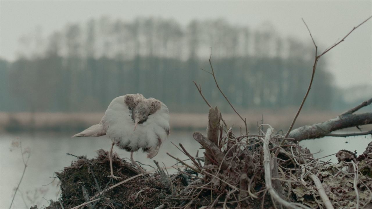 Die toten Vögel sind oben : Bild