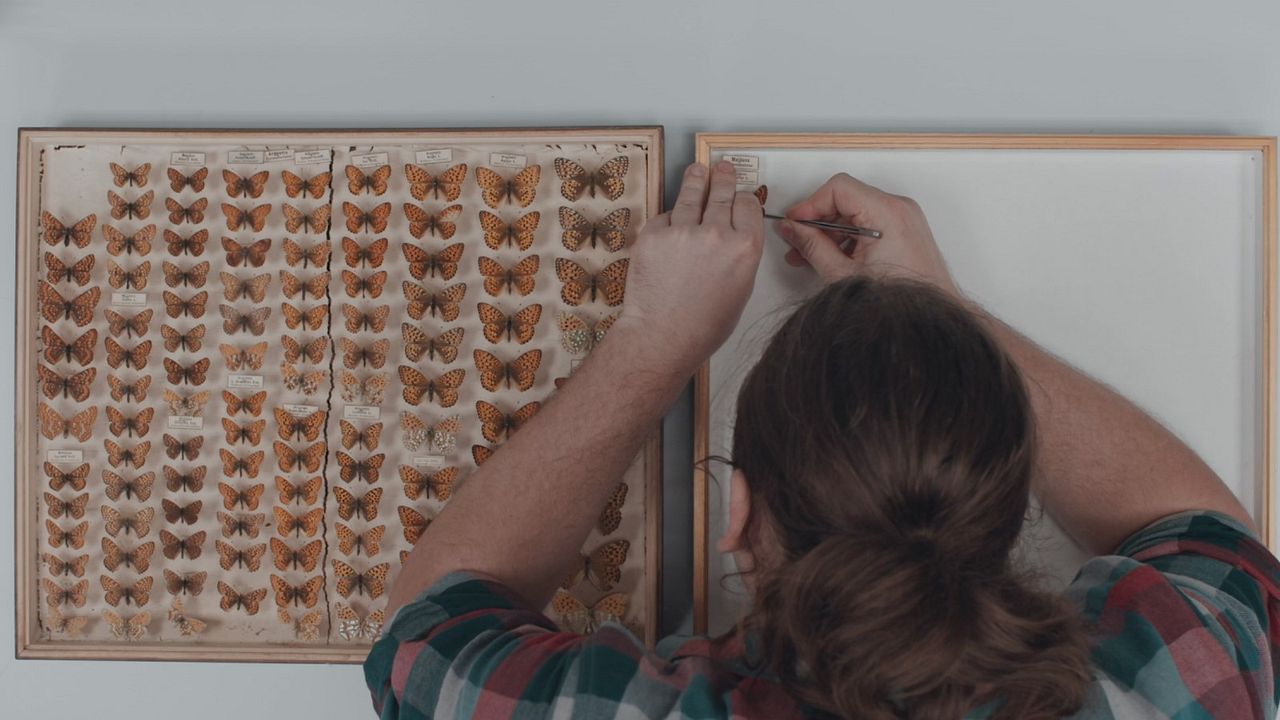 Die toten Vögel sind oben : Bild