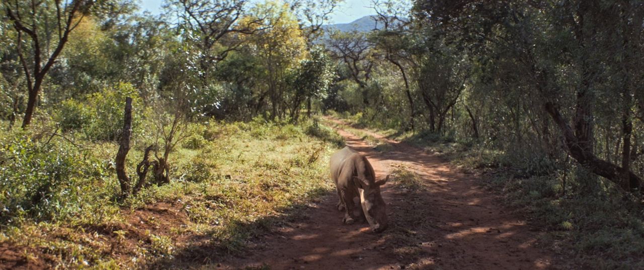 Thabo - Das Nashorn-Abenteuer : Bild