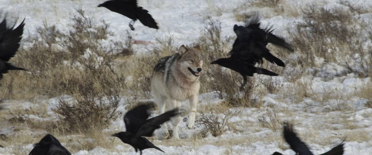 Krähen - Die Natur beobachtet uns : Bild