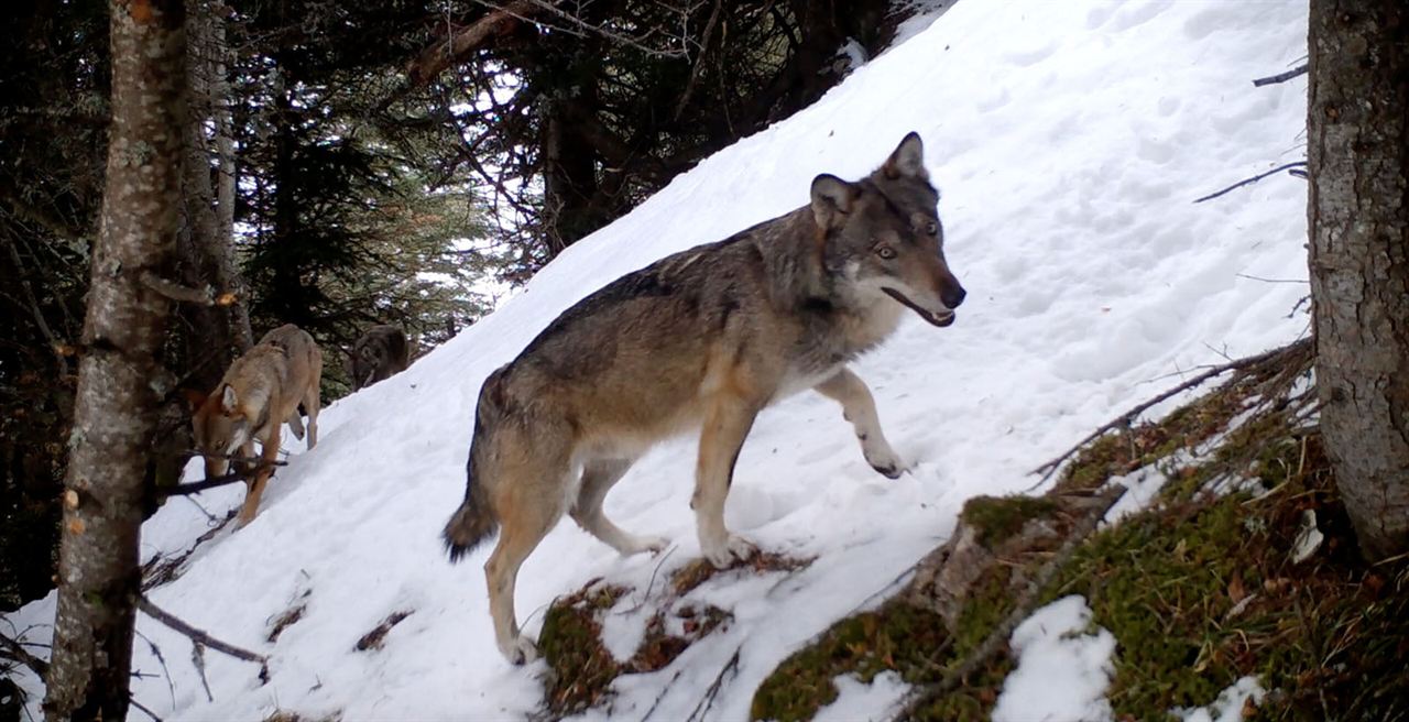 Vivre avec les loups : Bild