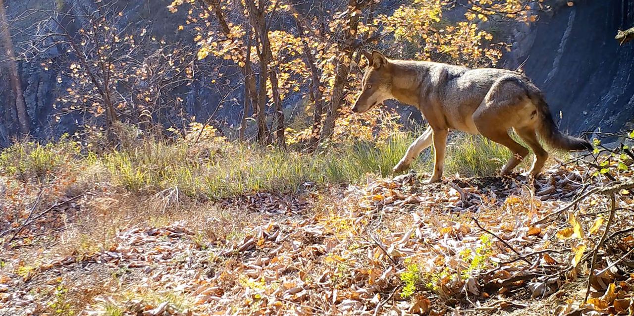 Vivre avec les loups : Bild