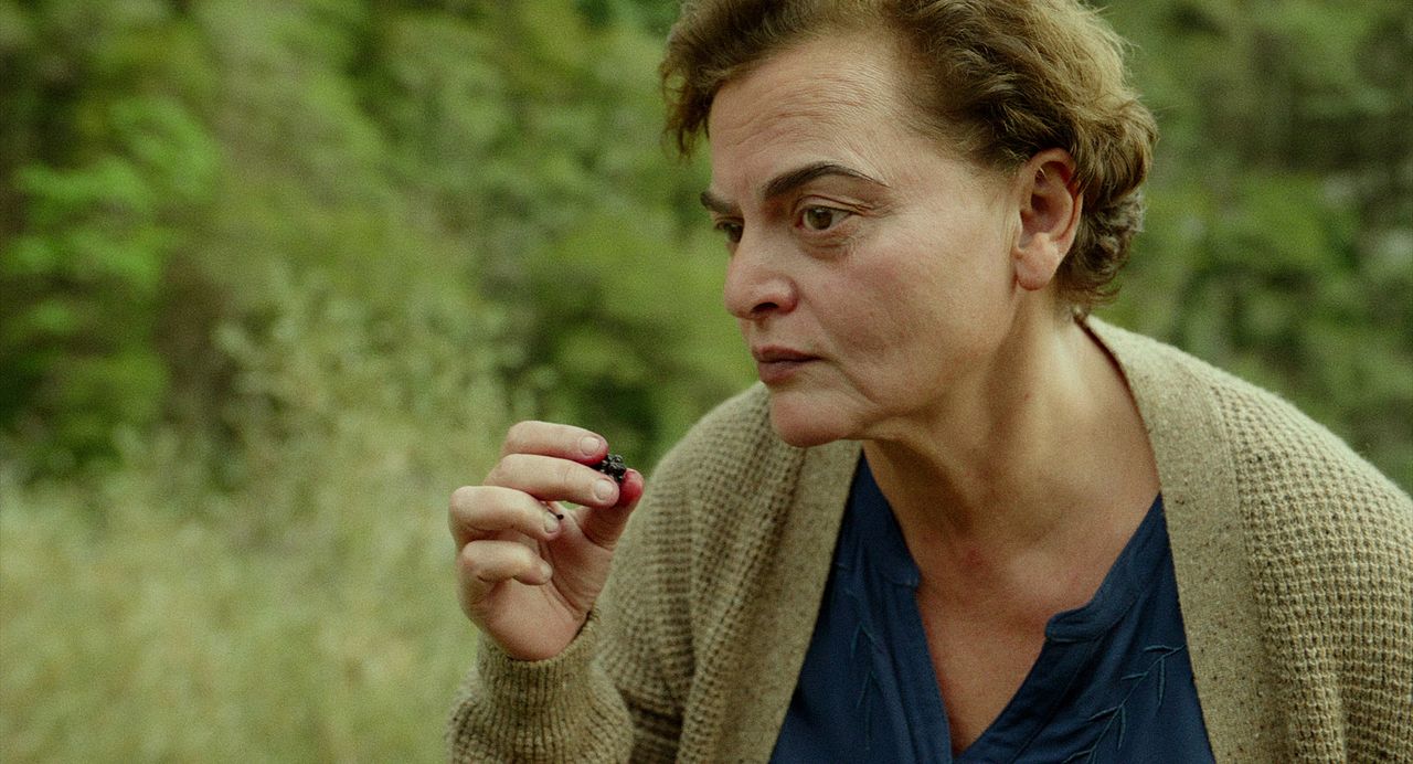 Amsel im Brombeerstrauch : Bild Eka Chavleishvili