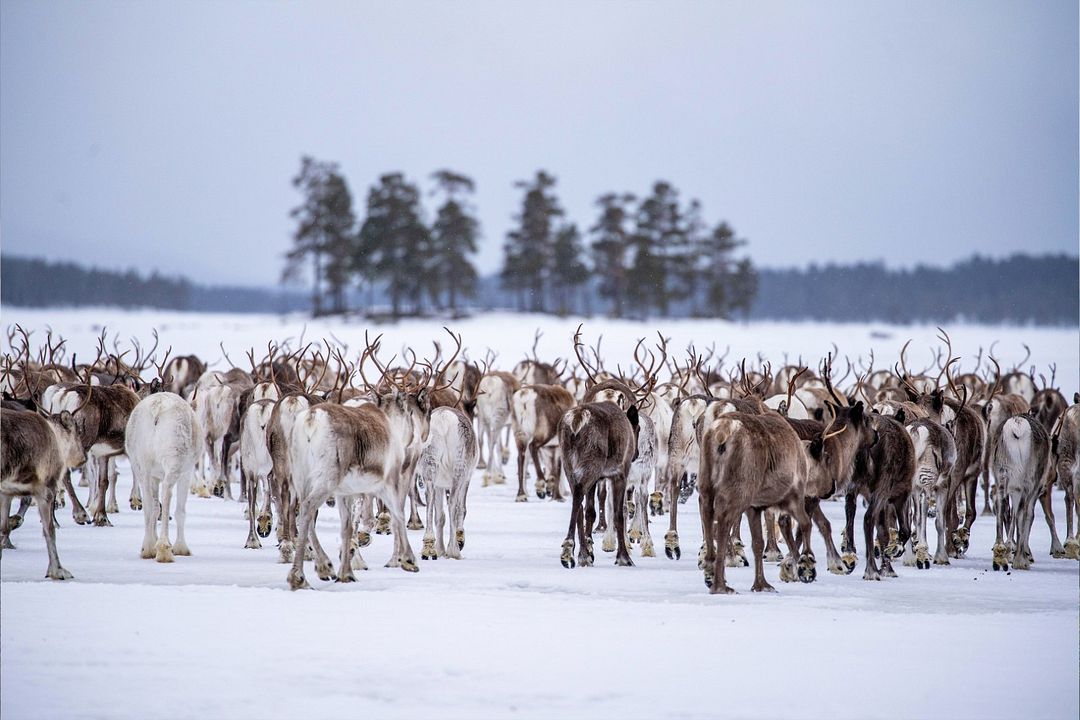 Beyond Tradition - Kraft der Naturstimmen : Bild