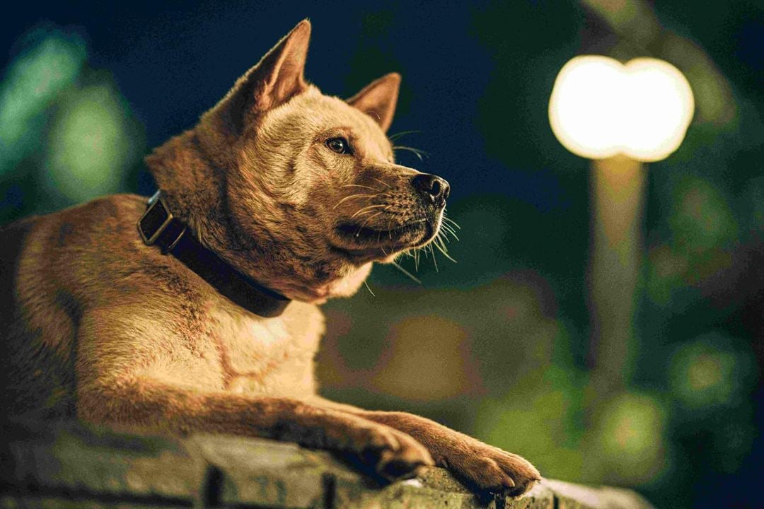 Hachiko - Eine Freundschaft für die Ewigkeit : Bild