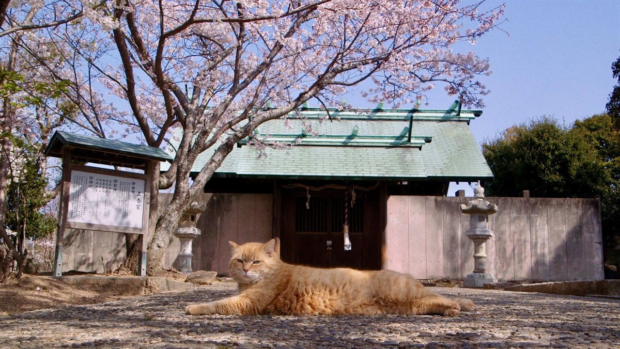 Die Katzen vom Gokogu-Schrein : Bild