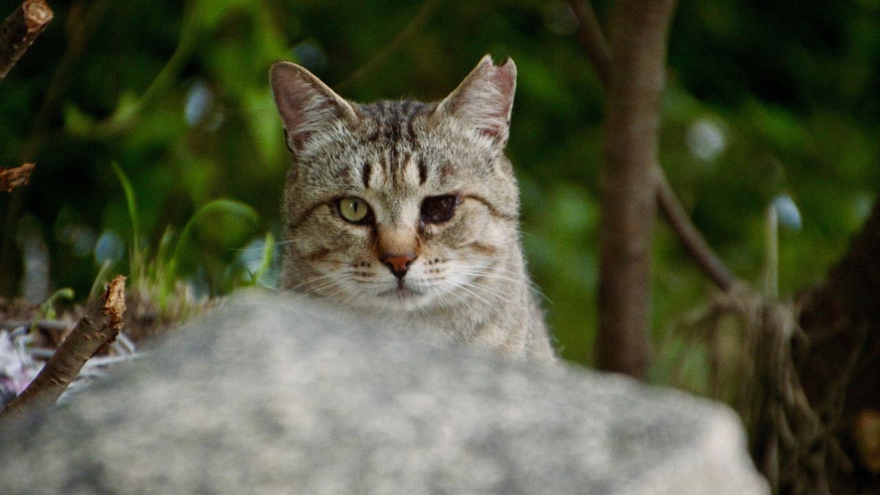 Die Katzen vom Gokogu-Schrein : Bild