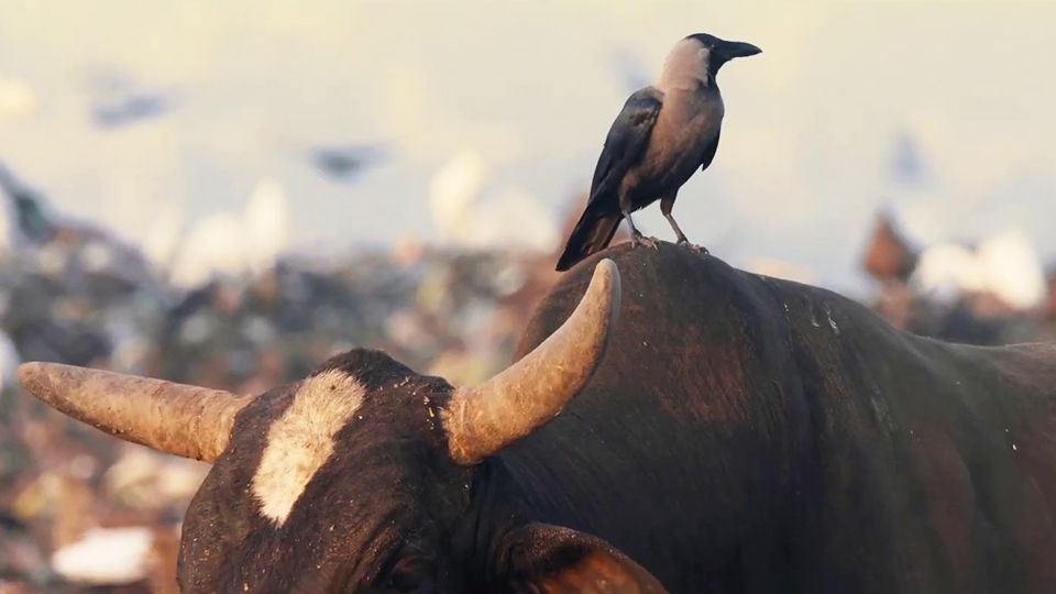 Krähen Die Natur beobachtet uns Trailer Krähen Die Natur